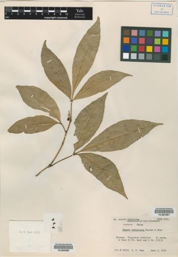 Fagara robiginosa