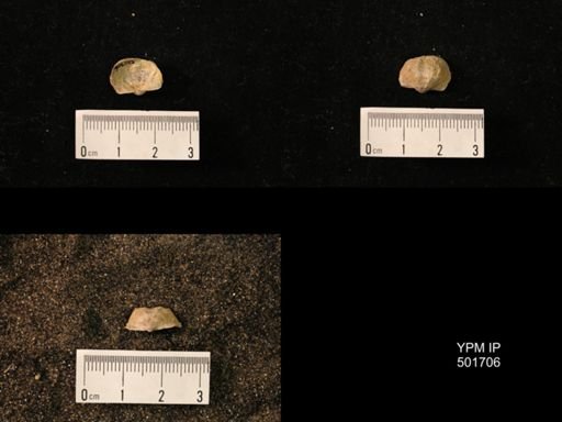 Marginifera splendens