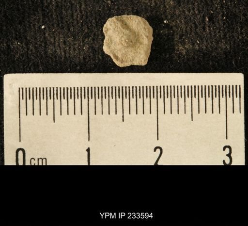 Archaeocidaris sp.