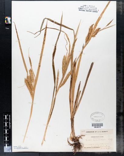 Carex schweinitzii