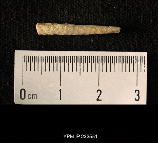 Archaeocidaris sp.