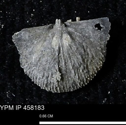 Chonetes mucronatus