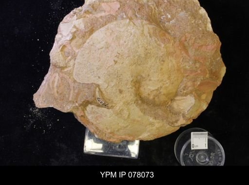 undet. Sphenodiscidae