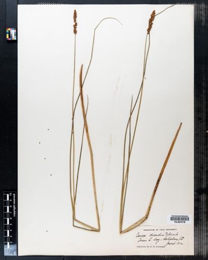 Carex diandra
