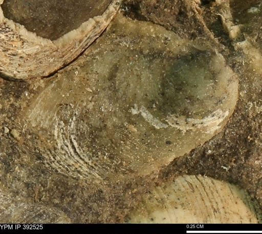 undet. Bivalvia