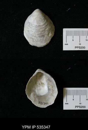 Anomia simplex