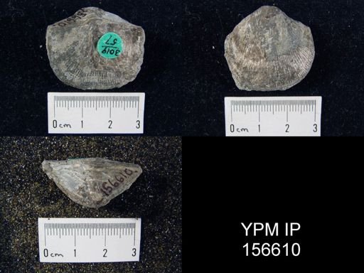 Clitambonites diversus