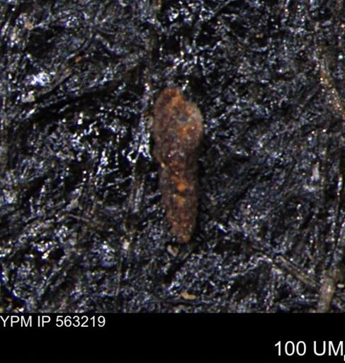 Verneuilinoides hectori