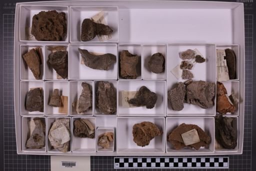 mixed taxa, stratigraphic collection