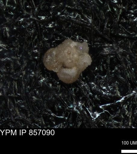 undet. Foraminiferida