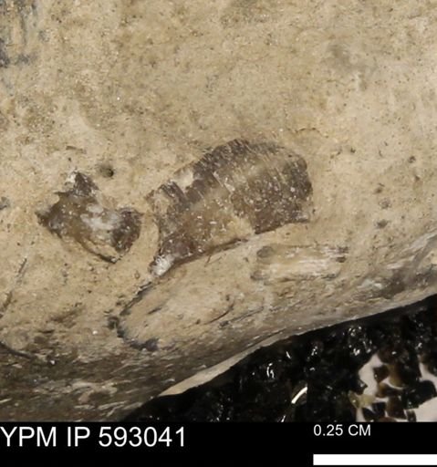 Inoceramus cuneatus