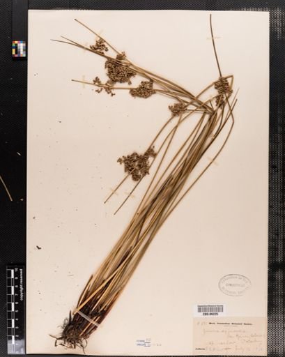 Plantae