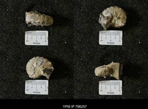Scaphites