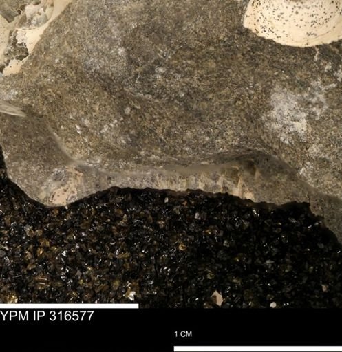 undet. Scaphitidae