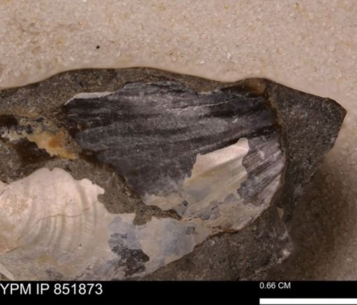 Inoceramus sp.