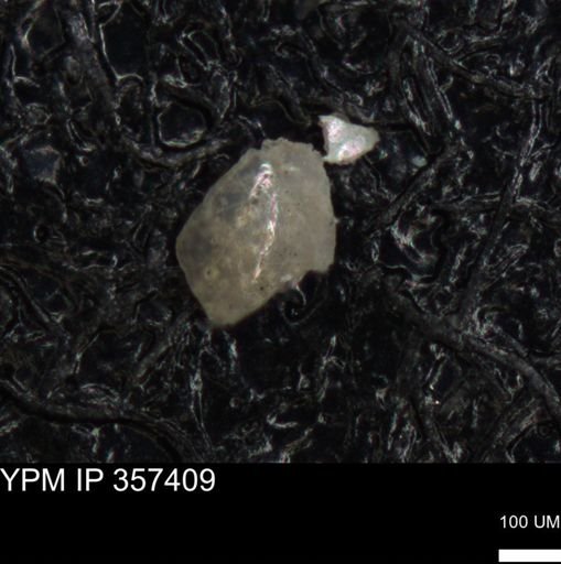 undet. Ostracoda