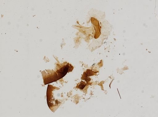 Papillifera papillaris