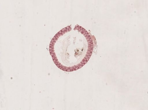 Blatta orientalis