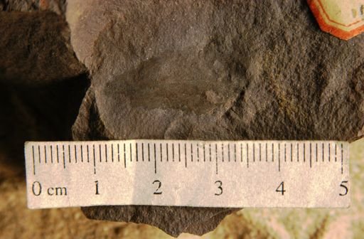 Banksites saportanus