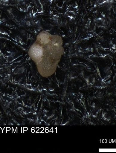 undet. Globorotaliidae
