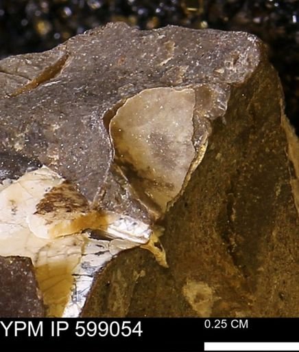Hoploscaphites sp.