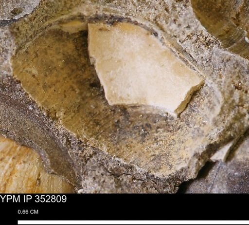 undet. Bivalvia