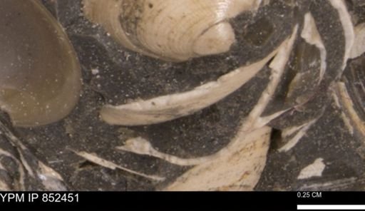 Limopsis striatopunctatus