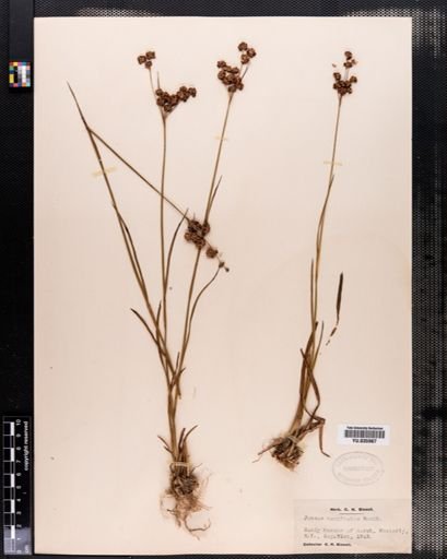 Juncus marginatus