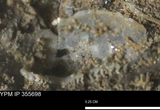 undet. Nuculanidae