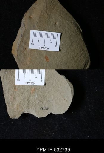 undet. Synziphosurina