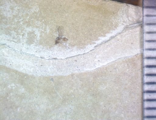 undet. Brachycera