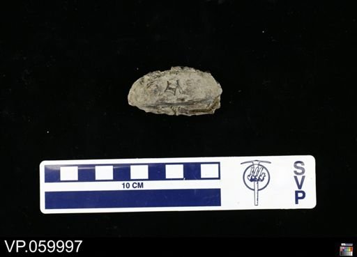 undet. Actinopterygii