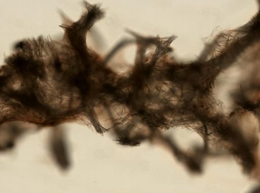 Niphates erecta