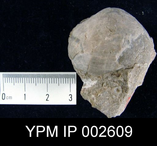 Schizophoria striatula