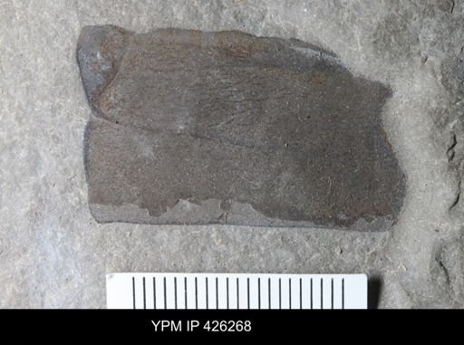 undet. Eurypterida