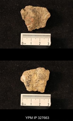 Productus leplayi