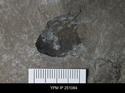 Cephalopoda?