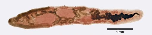 Haematoloechus parviplexus