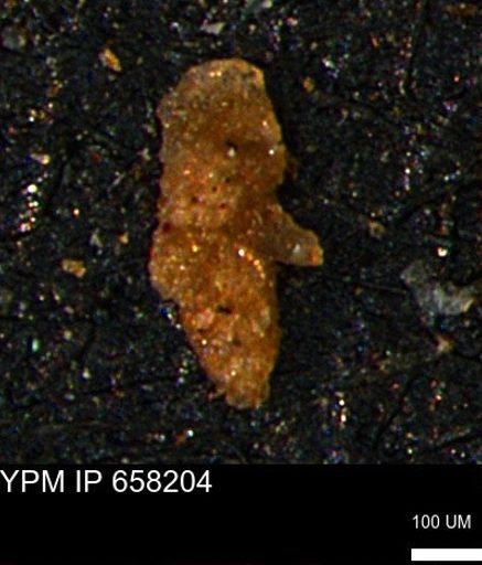 undet. Foraminiferida