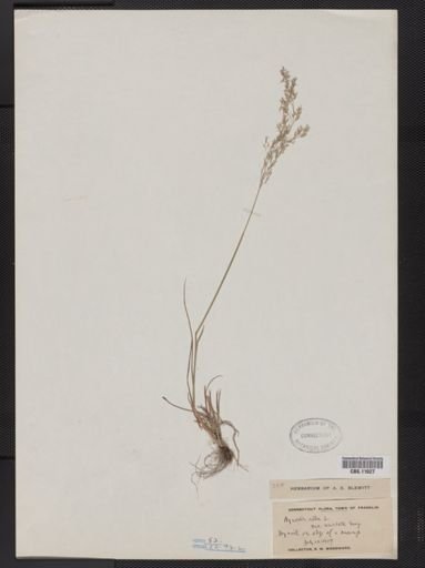 Agrostis alba
