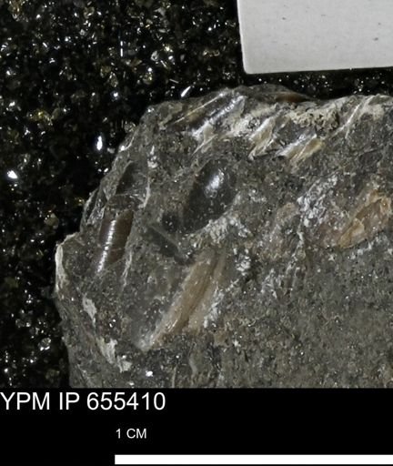 Mollusca