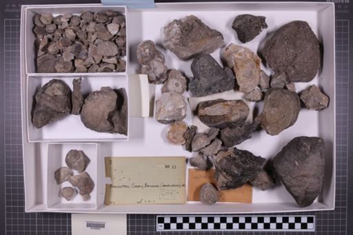 mixed taxa, stratigraphic collection