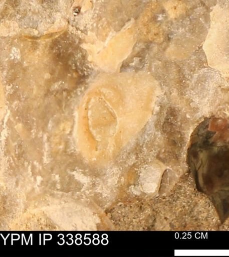 undet. Mollusca