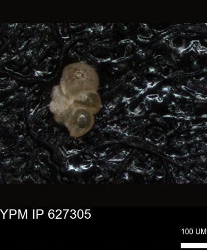 undet. Foraminiferida