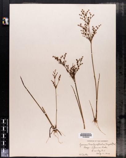 Juncus brachycephalus