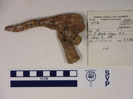 Parasuchidae