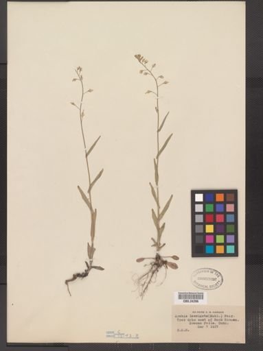 Arabis laevigata