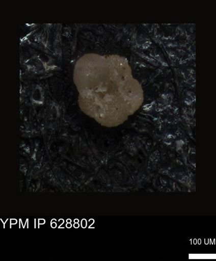 undet. Foraminiferida