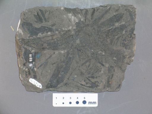 Cordaites grandifolius