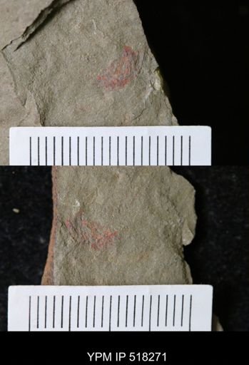 Thelxiope sp.